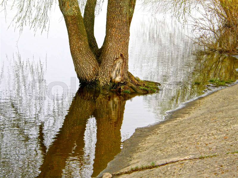 Concrete shore and tree in the water. Spring Flood, stock photo