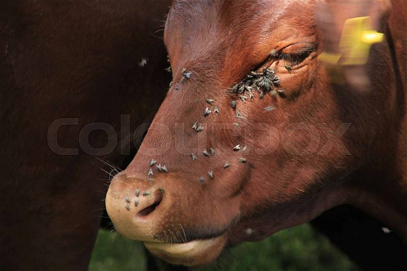 The eye of the cow and snout with many troublesome flies in the park in the city Cambridge, stock photo