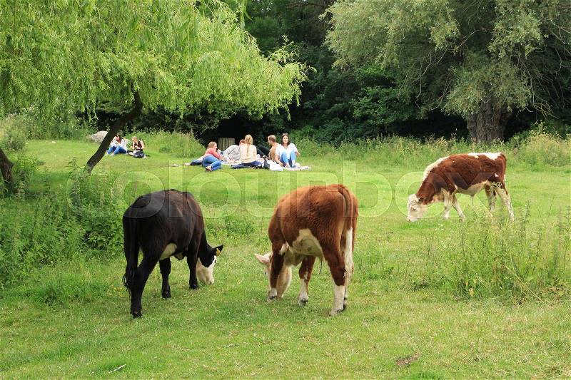 The people, men and wives are sitting in the grass between the grazing cows in the park in the city Cambridge in England on a sunny day in spring, stock photo