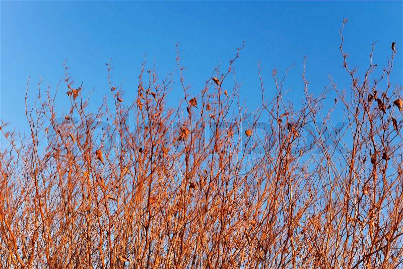 Dried stems of high grassy plants in the autumn setting sun rays against the background of blue sky, stock photo