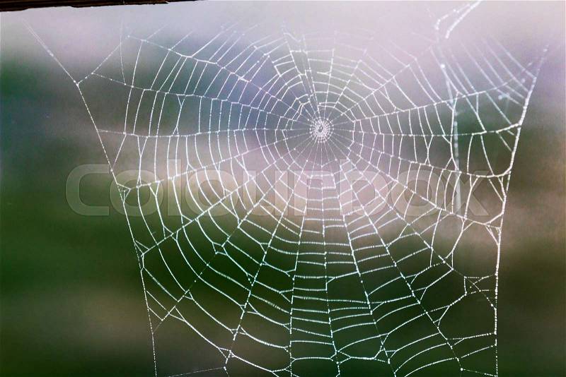 Tattered dew soaked worn out spider web falling apart, stock photo
