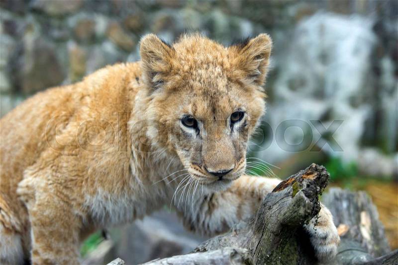 Close portrait young lion cub in the wild, stock photo