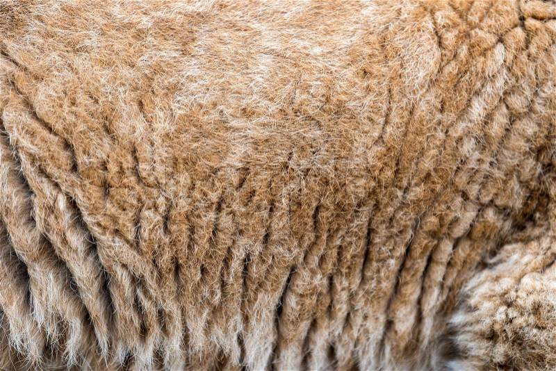 Close up real lion cub skin texture, stock photo