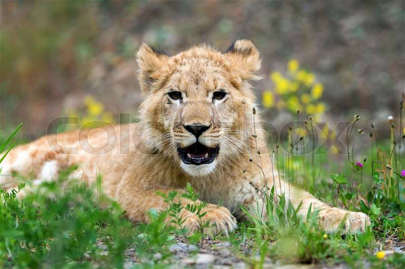 Close young lion cub in the wild, stock photo