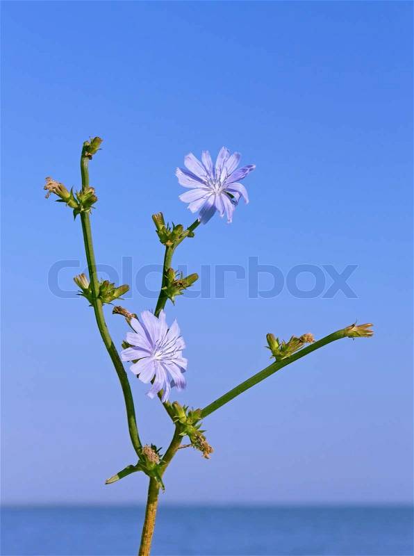 Chicory plant with flowers against water and cloudless blue sky, stock photo