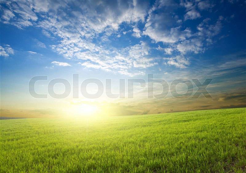 Bright sunset over growing green crops in the field, stock photo
