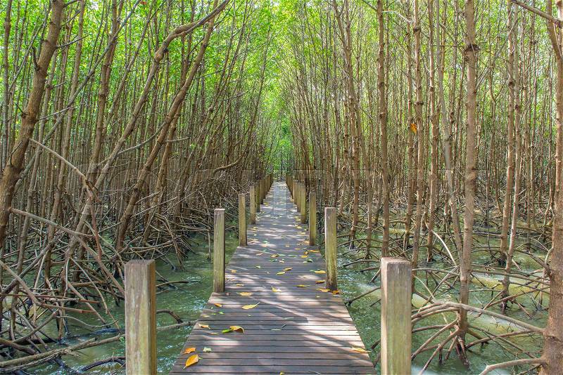 Mangrove trees and roots nature at Kung Krabaen Bay Thailand, stock photo