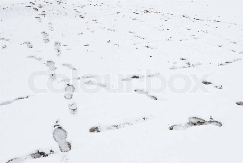 Print on the snow, stock photo