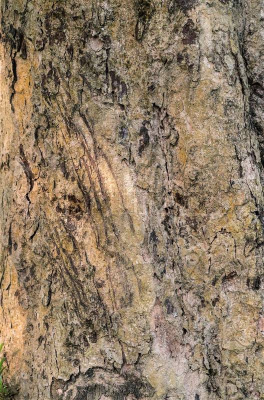 Tiger claws scratches on the tree as territory border marks. Animal photo and wildlife, stock photo