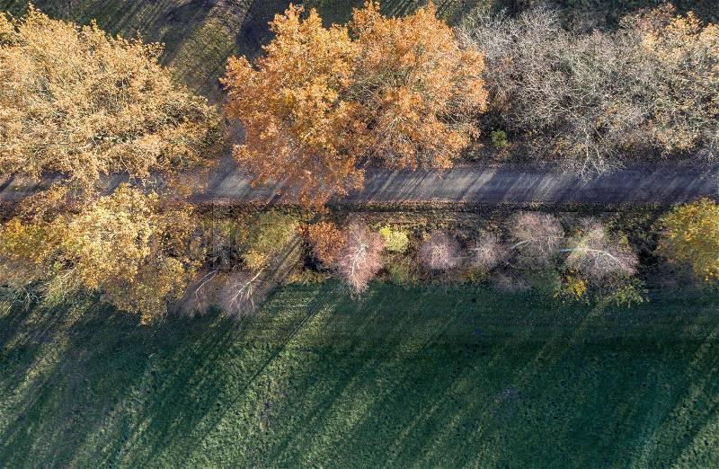 Abstract aerial photo of autumnal coloured trees, which are in a straight line next to a street at the edge of a meadow area, made with drone, stock photo