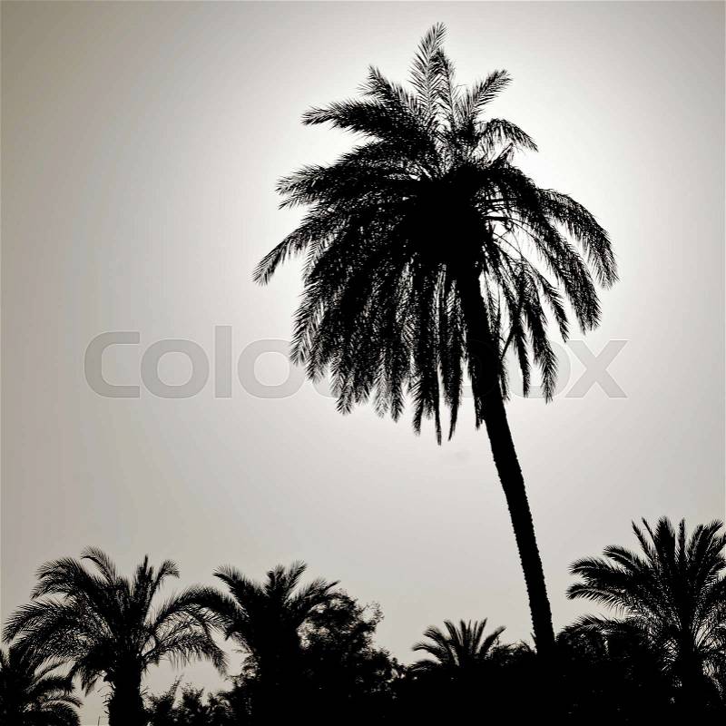 Silhouette of a large palm tree in the back light, photographed on the beach of Aqaba, Jordan, middle east, stock photo