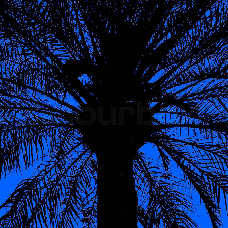 Abstract black silhouette of a large palm tree in the back light, with dark blue background, photographed on the beach of Aqaba, Jordan, middle east, stock photo