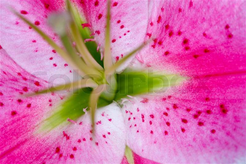 Part of flower closeup: abstract image of petals, stock photo