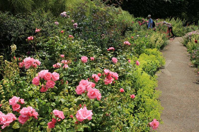 The tourists are walking in the garden with blooming pink roses in the South-East corner at Hyde Park in London in England on a sunny day in spring, stock photo