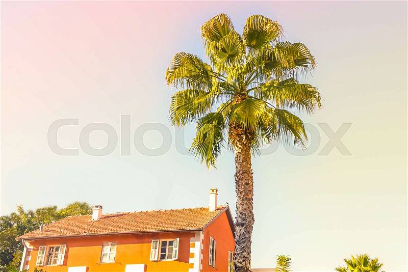 Peaceful scenery of palm tree and bright orange color house shingles roof against the sky. Tropical background palm trees sun light holiday travel design card filter pastel effect. Copy space, stock photo