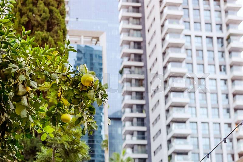 Harmony of nature and modern urban landscape. Grapefruit tree front of modern glass apartment buildings in a green residential area in the city. Selective focus, copy space, stock photo