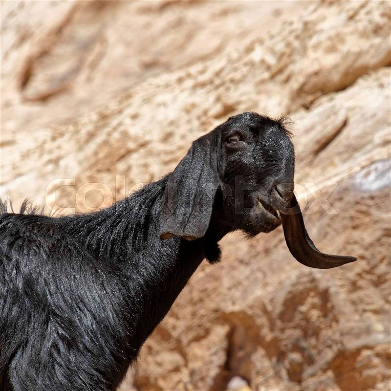 Black loose goat with long floppy ears in the rocks of Petra, Jordan, stock photo