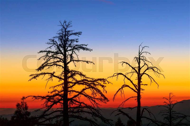 Trees are silhouetted by a beautiful and dramatic sunset on Tioga Road in the high country of Yosemite National Park, California, USA, stock photo