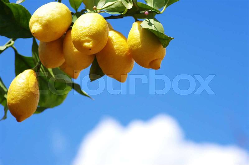 Ripe lemons on a lemon tree branch in blue sky, stock photo