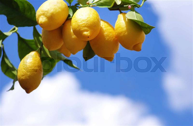 Yellow lemons against blue sky, stock photo