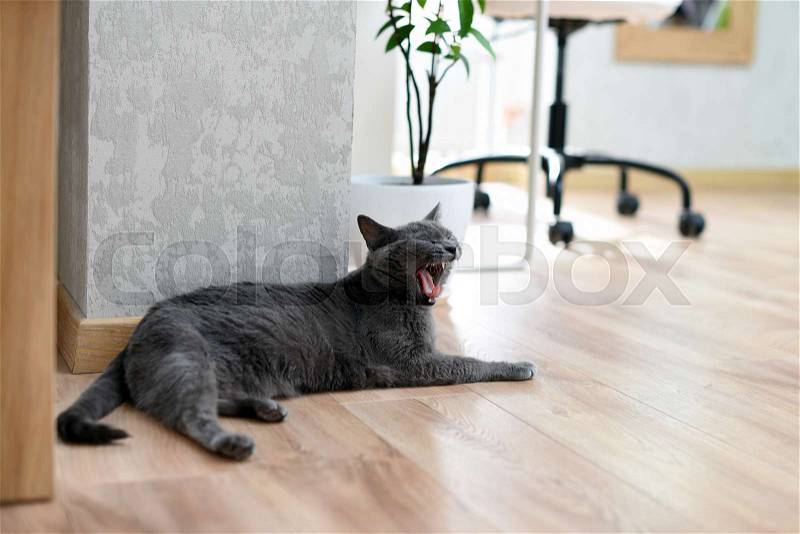 Yawning cat showing teeth and tongue. Russian blue cat laying under the table at home, stock photo