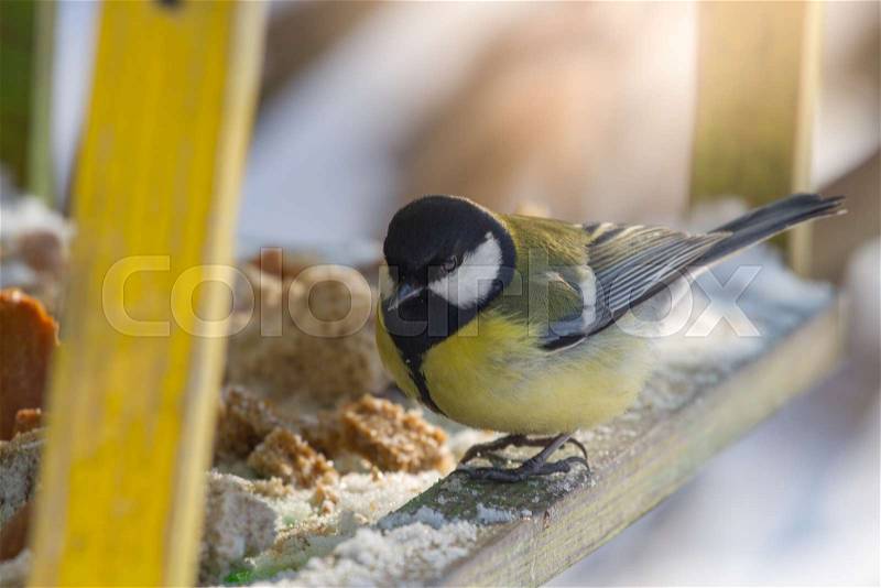 Great yellow Tit on a bird table. Bird feeding, stock photo
