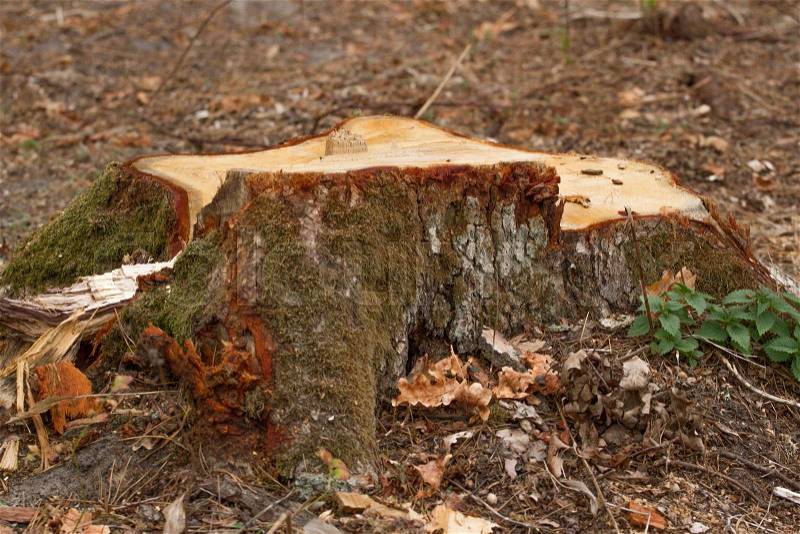 Forest industry. Cutaway tree, cut oak stump. Deforestation strategy, stock photo