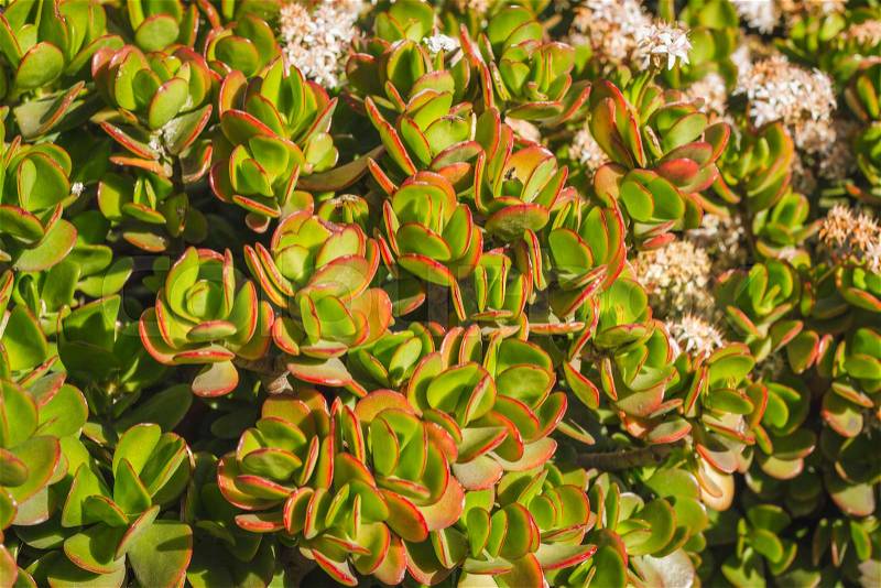 Crassula ovata, commonly known as jade plant, friendship tree, lucky plant, or money tree, is a succulent plant, leaves green background, stock photo