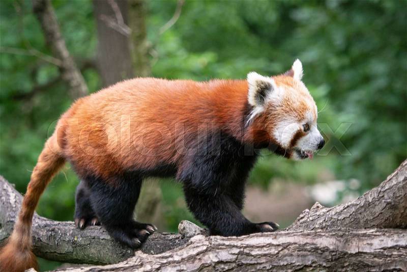 Red panda (Ailurus fulgens) on the tree. Cute panda bear in forest habitat, stock photo