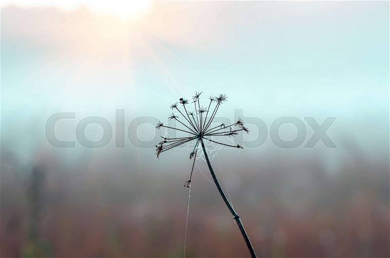 Big dry grass and bushs in the fog, autumnal foggy landscape. Sunrise in a forest glade early in the morning, stock photo