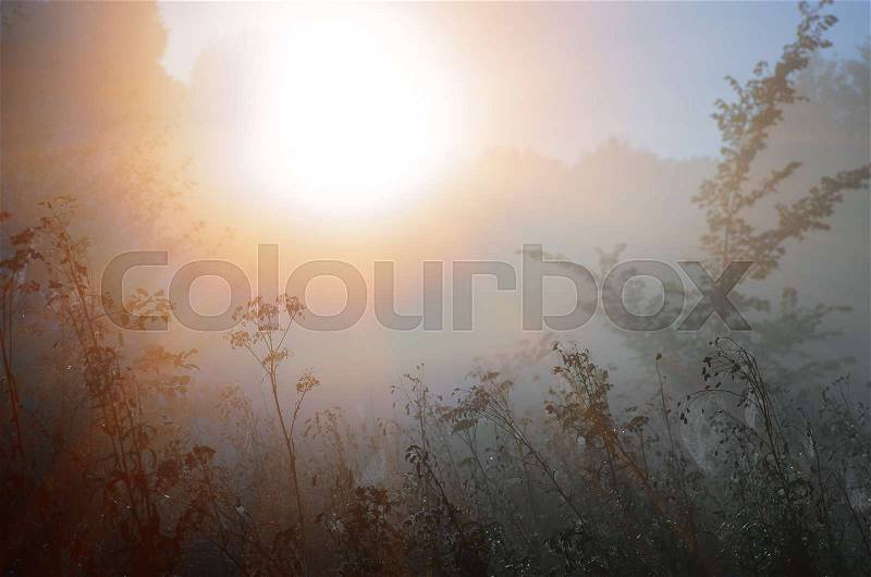 Autumnal foggy sunrise landscape. Dry grass and trees in the fog. Sunrise in a forest glade early in the morning, stock photo