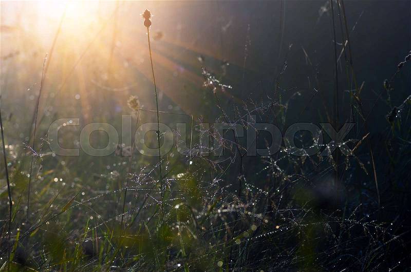 Autumnal foggy sunrise landscape. Dry grass and trees in the fog. Sunrise in a forest glade early in the morning, stock photo