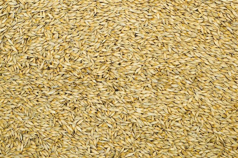 Grain as good natural background, stock photo