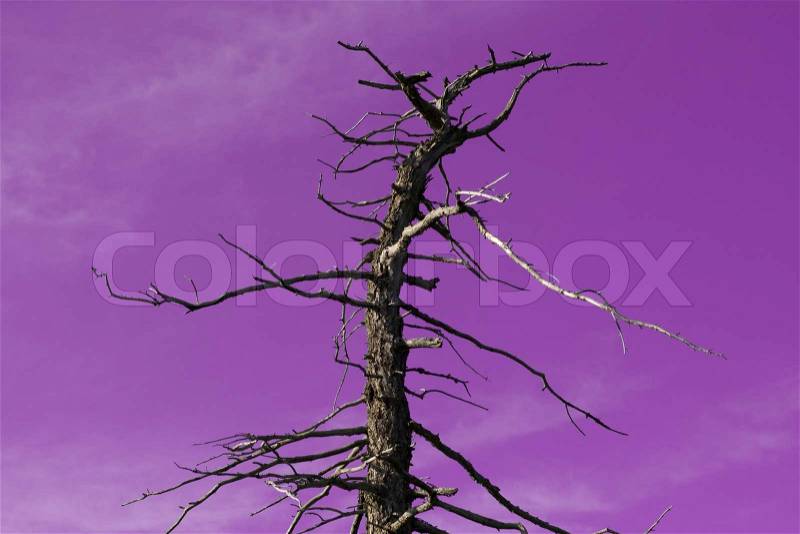 Dead tree and dramatic purple sky, stock photo