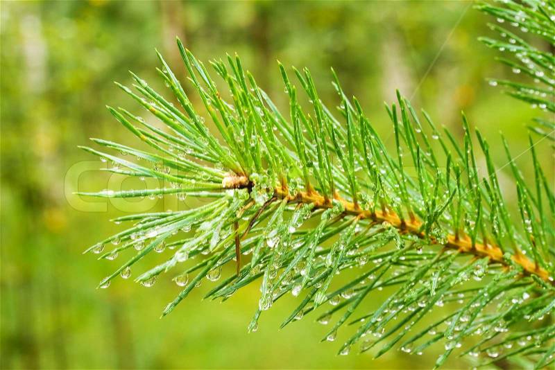 Pine needle with big raindrops after rain, stock photo