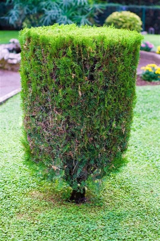 Topiary trimmed bush in the garden at summer, stock photo
