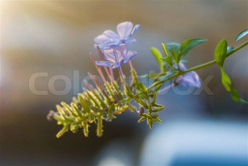 Ivy flower in sunset light sun with blurry background, stock photo