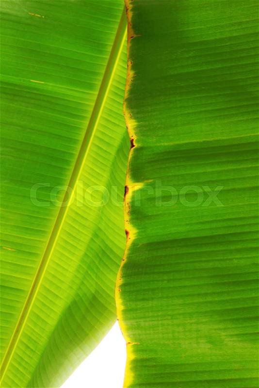 Banana leaves of texture with the sky, stock photo