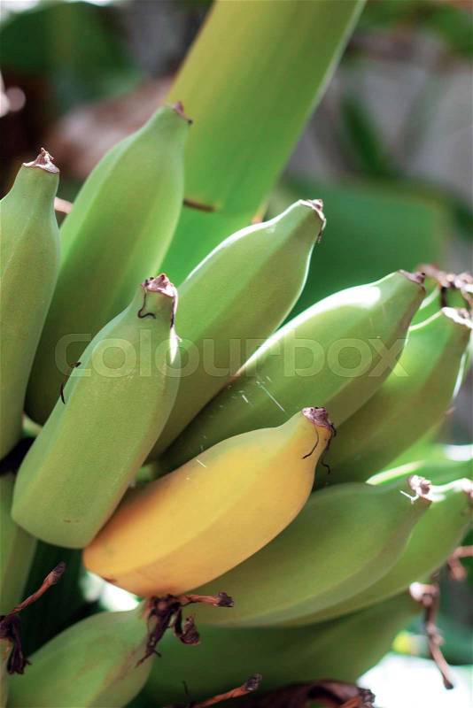 Banana raw and ripe with texture at sunlight, stock photo