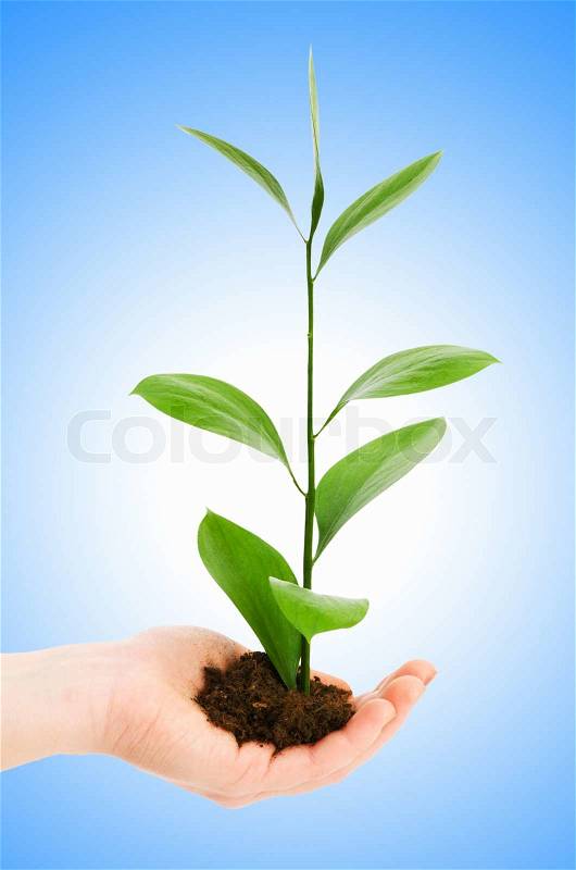 Green seedling in hand isolated on white, stock photo