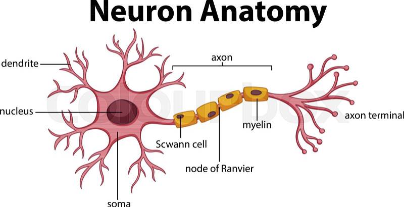 Diagram of Neuron Anatomy ... | Stock Vector | Colourbox