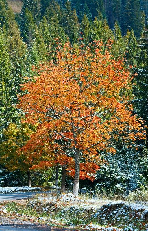 First winter snow and autumn colorful tree near mountain secondary road Carpathian, Ukraine, stock photo