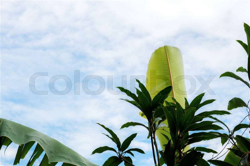 Mango leaves and banana with the blue sky, stock photo