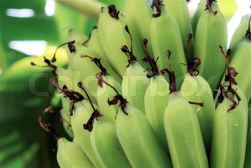 Raw banana on tree with texture of surface, stock photo