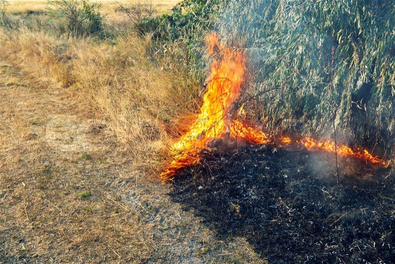 Forest wildfire. Burning field of dry grass and trees. Heavy smoke against blue sky. Wild fire due to hot windy weather in summer, stock photo