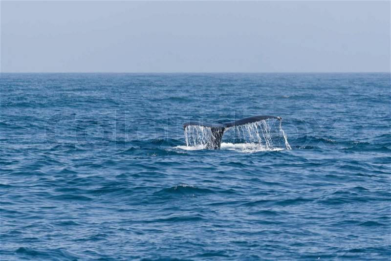 Humpback whale tail in the Pacific ocean, stock photo