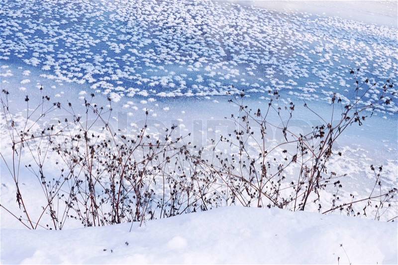 Coastal dried plants on the background of frozen river, stock photo