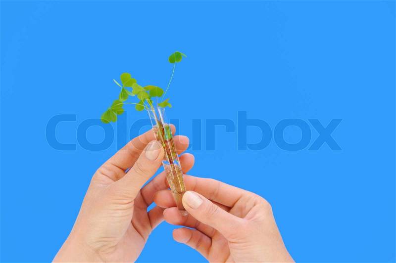 Hands of young woman holding tube with fresh plant – sorel (oxalis) – environment concept – isolated – detail, stock photo