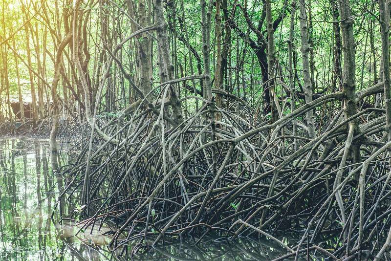 Mangrove trees and roots nature at Kung Krabaen Bay Thailand, stock photo