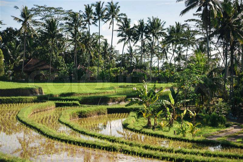 Scenic view of rice fields, palm trees and cloudy sky background, ubud, bali, indonesia, stock photo